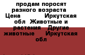 продам поросят разного возраста › Цена ­ 2 000 - Иркутская обл. Животные и растения » Другие животные   . Иркутская обл.